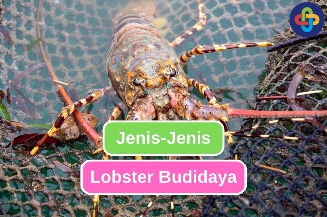 Jenis-Jenis Lobster Budidaya di Indonesia